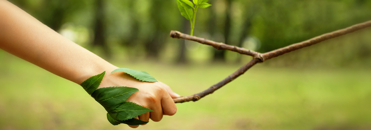 Human shaking hands with a branch