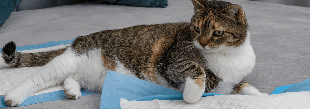 Pet Pad Market value and analysis