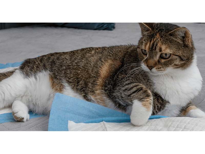 Pet Pad Market value and analysis