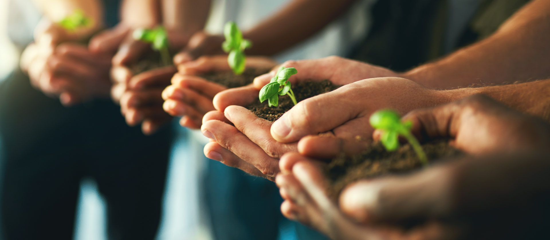 Hands holding growing sprouts