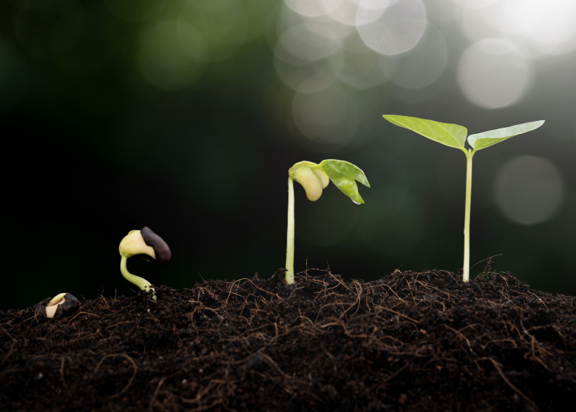 A series of buds sprouting from the soil