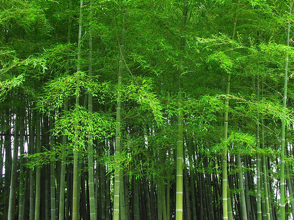 Expanding material horizons: Enabling sustainable alternatives in disposable hygiene